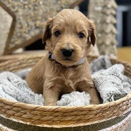 Linus (Gray Collar) - Apricot male Goldendoodle puppy in Bay City, Texas from Charming Doods