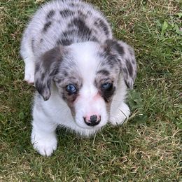 NOLA - Blue merle and white female Cardigan Welsh Corgi puppy in Clio, Michigan from Old Oak Cardigans