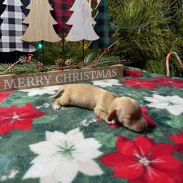 Belle - Cream female Dachshund puppy in Perris, California from Doxie_pupps