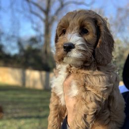 Australian Labradoodle Puppies from Semper Doodles