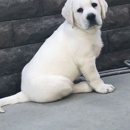 Labrador Retriever Puppies from Luxe Labradors