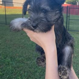 Miniature Schnauzer Puppies from BirBrie's Babies
