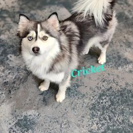 Cricket, Kiki, Keeks - Pomsky