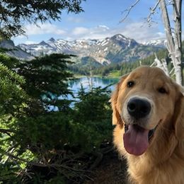 Golden Retriever All Grown Up from Beachwood Golden Retrievers