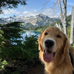 Golden Retriever All Grown Up from Beachwood Golden Retrievers
