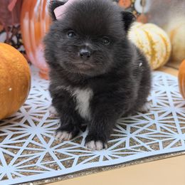 Brielle - Black female Pomeranian puppy in Gilroy, California from Belt Fed Kennels