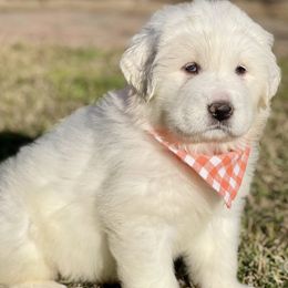 OFA health tested Orange Girl - Great Pyrenees puppy from River's Bend Walnut Orchard