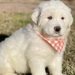OFA health tested Orange Girl - Great Pyrenees puppy from River's Bend Walnut Orchard