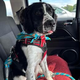 English Springer Spaniel All Grown Up from Bristol’s Southern Spaniels