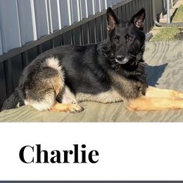 Charlie - German Shepherd