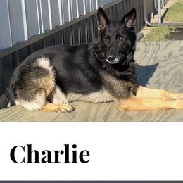 Charlie - German Shepherd