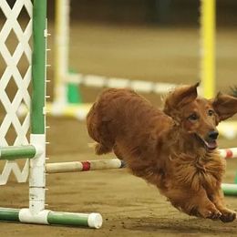 Dachshunds from Serenity Dachshunds