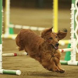 Dachshunds from Serenity Dachshunds