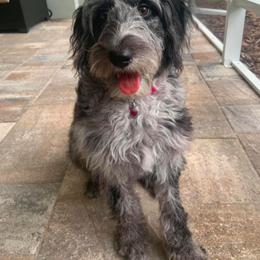 Aussiedoodle and Goldendoodle All Grown Up from Doodles&Danes