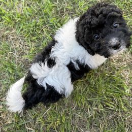 Fluffy - Black and white Cavapoo puppy in Selma, Texas from Sage Mini Doodles