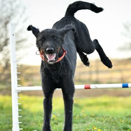 Fleetfoot - Labradoodle