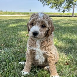 Boy 03 - Parti male Goldendoodle puppy in West Point, Iowa from Circle A Mini Goldendoodles and Mini Bernedoodles