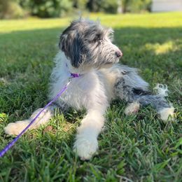 Obgidian - Parti Goldendoodle puppy in Charlotte, North Carolina from Ben and Jerry Doodles