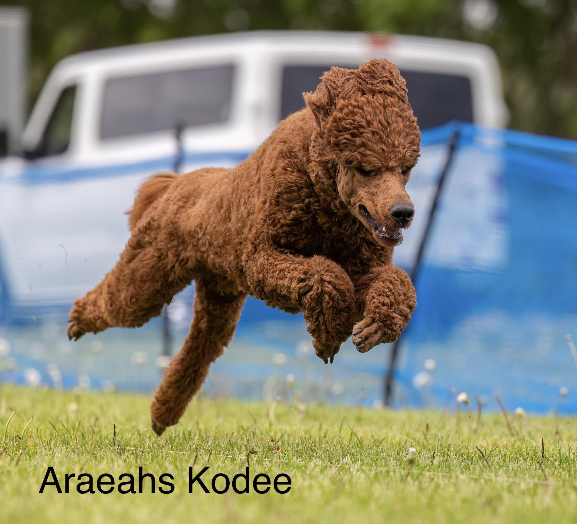 Kodee