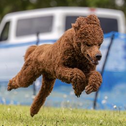 Kodee - Poodle