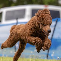 Kodee - Poodle