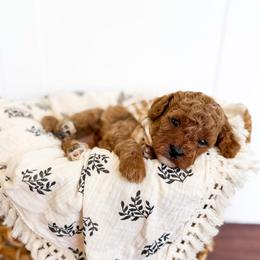 Rye - Tan collar boy - Red male Cavapoo puppy in Melbourne, Florida from Space Coast Doodle Co.