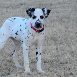 American Corgis, Dalmatians, Miniature American Shepherds, Pembroke Welsh Corgis, and Toy Australian Shepherds from The Wildfire Kennel