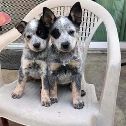 Australian Cattle Dog Puppies from Tin Roof Australian Cattle Dogs
