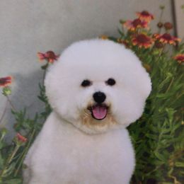 Halo - Bichon Frise