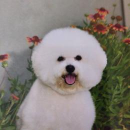 Halo - Bichon Frise