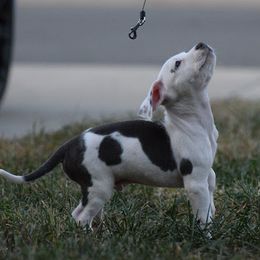 Boy 4 - White American Bully puppy in Oak Grove, Kentucky from Warhorse Kennel