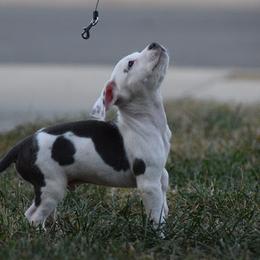 Boy 4 - White American Bully puppy in Oak Grove, Kentucky from Warhorse Kennel