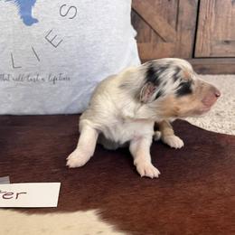 Collie Puppies from A/K Rough Collies