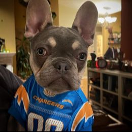 French Bulldog Puppies from 47 North Frenchies, LLC