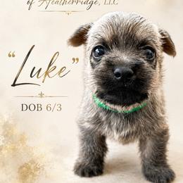 Luke - Wheaten male Cairn Terrier puppy in Pottersville, Missouri from Cairn Terriers of Heatherridge,LLC