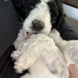 Poodle Puppies from Cano Homestead Poodles