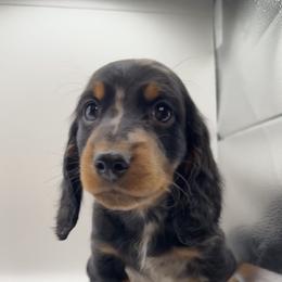 Caelum - Dapple male Dachshund puppy in Barstow, California from Kindle & Burrow Dachshunds
