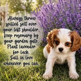 Girl 1 - Blenheim female Cavalier King Charles Spaniel puppy in Nevada from Heaven Sent Cavaliers
