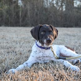 German Shorthaired Pointer, Miniature American Shepherd, Miniature Australian Shepherd, and Toy Australian Shepherd Puppies from Foxtail Hollow