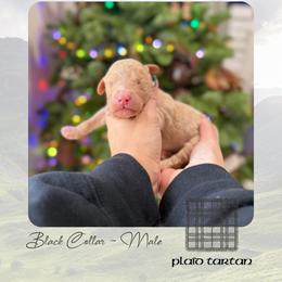 Plaid Tartan - Black Collar - Apricot male Goldendoodle puppy in Garland, Texas from Twilight Doodles