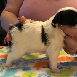 Japanese Chin and Pug Puppies from Ni Kokoro Japanese Chin