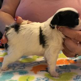 Japanese Chin and Pug Puppies from Ni Kokoro Japanese Chin