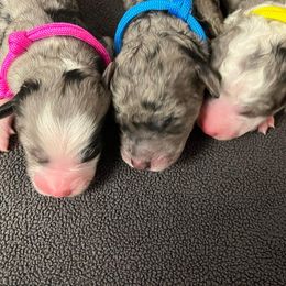 Bernedoodle and Poodle Puppies from Florida Prancy Paws