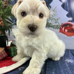 Muffin - White female Miniature Schnauzer puppy in Sylvania, Georgia from Southern Sky Miniature Schnauzers