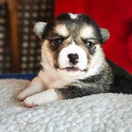 Twix - Black and tan male Pembroke Welsh Corgi puppy in Frontenac, Kansas from Holloway Corgis