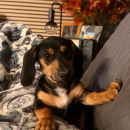 Stormi - Black and tan female Dachshund puppy in Phoenix, Arizona from Dianna's Dachshunds