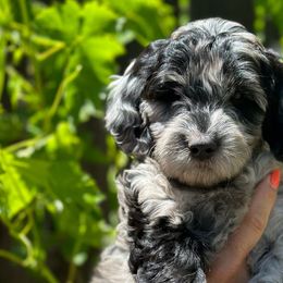 LYSA - Merle Goldendoodle puppy in Atascadero, California from Daring to Dream Doodles