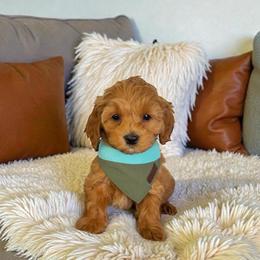 Arctic - Cafe au lait male Maltipoo puppy in St. George, Utah from Winchester Hills Poodles and Doodles