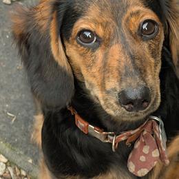 River - Black and tan female Dachshund puppy in Columbus, Ohio from Bumpkins Dachshunds