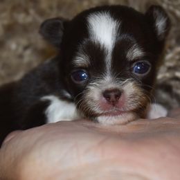 Girl 2 - female Chihuahua puppy in Gloucester, Virginia from Charlotte's Web of Chihuahuas